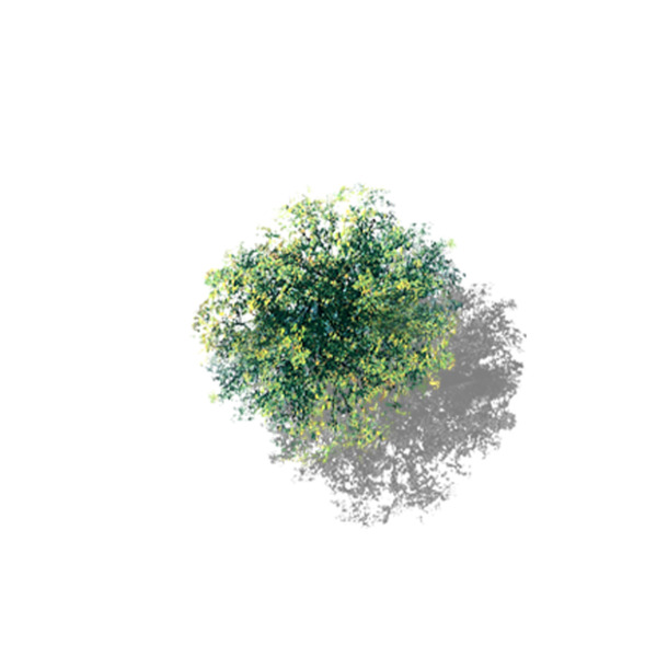 香樟树开花俯瞰美景，高清PNG透明图片，动植物元素丰富，植物设计素材下载