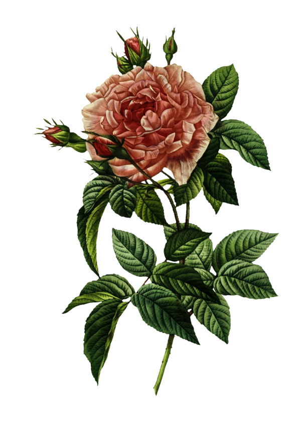 油画风古典花卉纹理海报PNG，7款高清透明动植物元素图片素材下载
