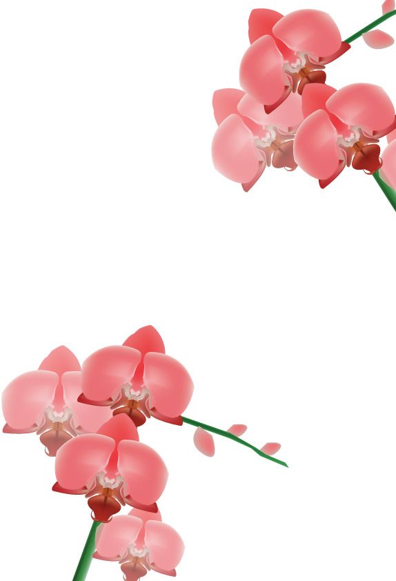 粉色兰花矢量PNG透明图片，高清花瓣漂浮元素，设计素材下载