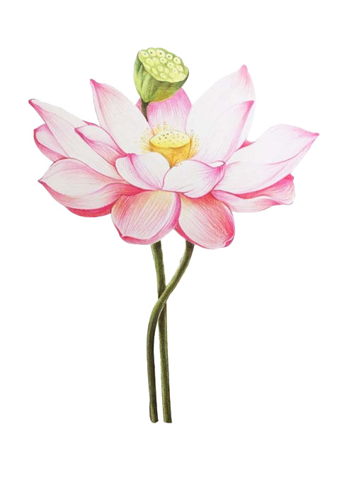 手绘荷花莲蓬PNG/PSD素材，高清透明动植物元素，设计必备下载