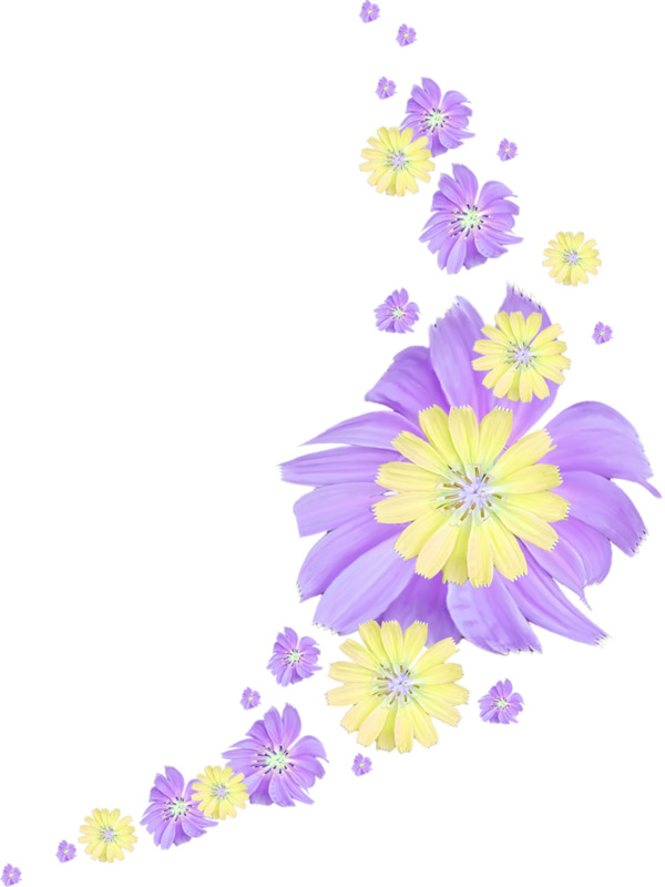紫色菊花PNG透明图，高清漂浮元素，设计素材免费下载