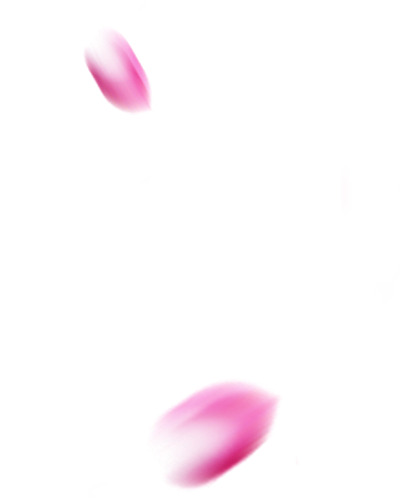 花瓣运动PNG素材，粉红花瓣高清透明图片，设计必备漂浮元素下载