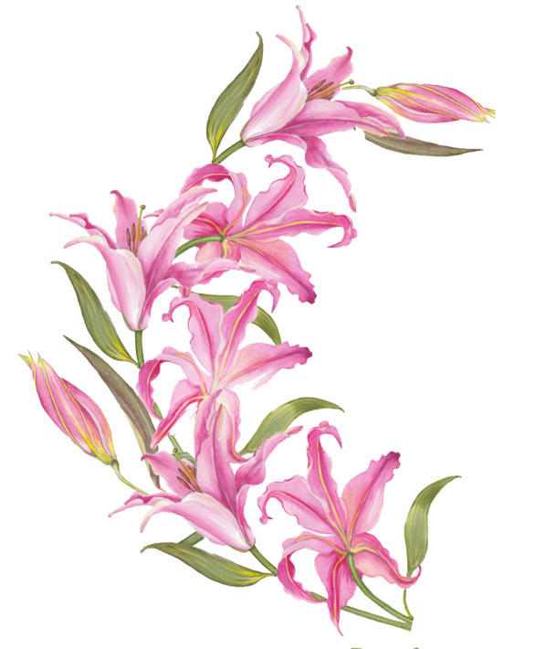 手绘粉色百合PNG透明图，卡通装饰元素，高清素材免费下载