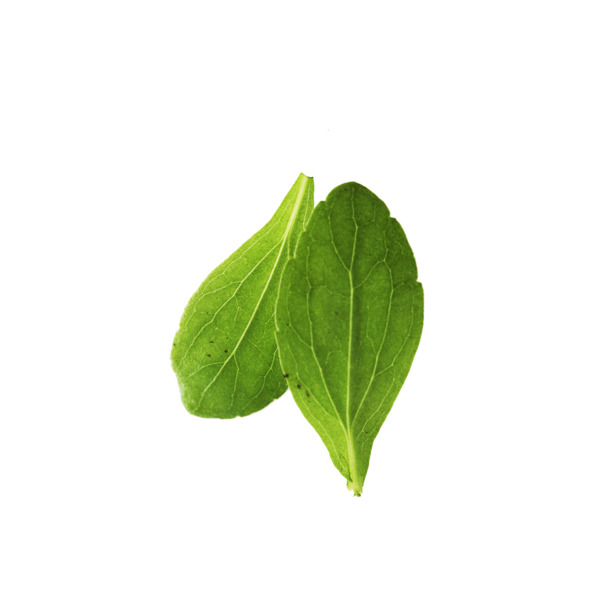 白菜叶PNG透明图，高清动植物元素，设计素材下载