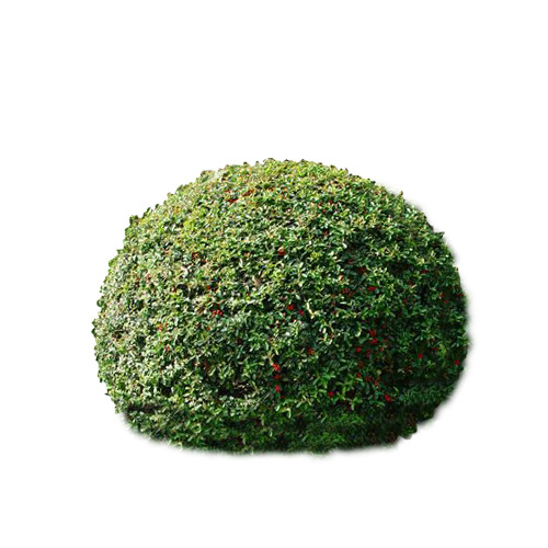 绿色花坛PNG透明图片，动植物元素丰富，高清设计素材下载