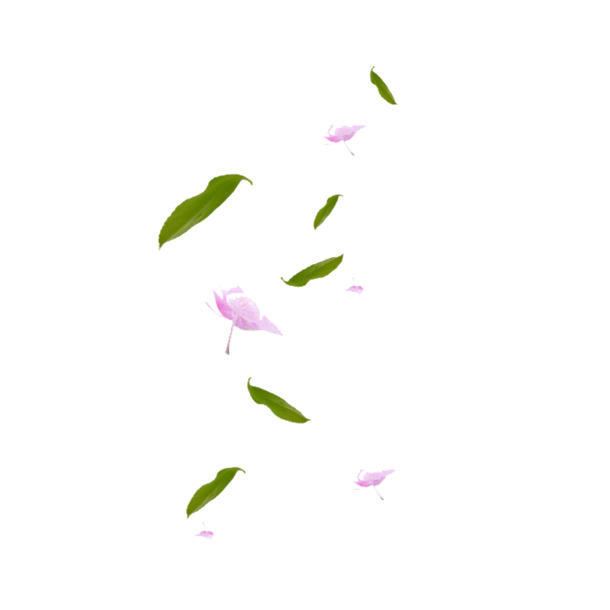 高清PNG透明花瓣图片，飘落元素设计素材，免费下载