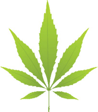 卡通树叶PNG透明图片，高清免扣漂浮元素，设计素材一键下载