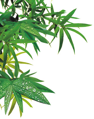 端午节创意素材，高清绿色竹子PNG透明图片，节日元素设计下载