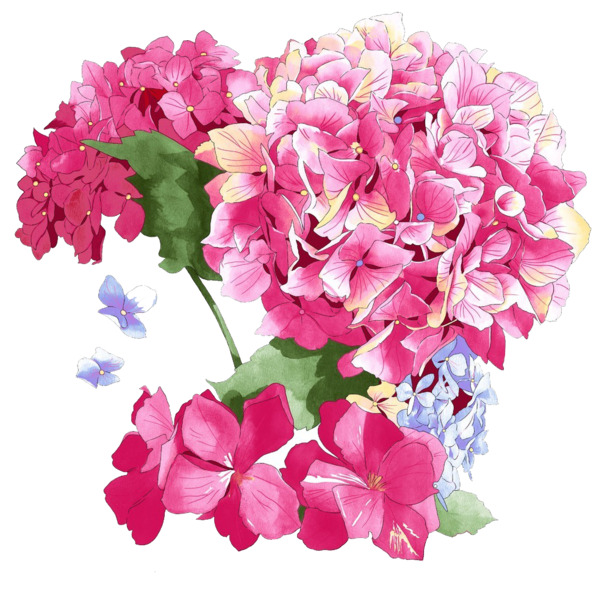绣球花高清PNG透明图，情人节节日元素，设计素材免费下载