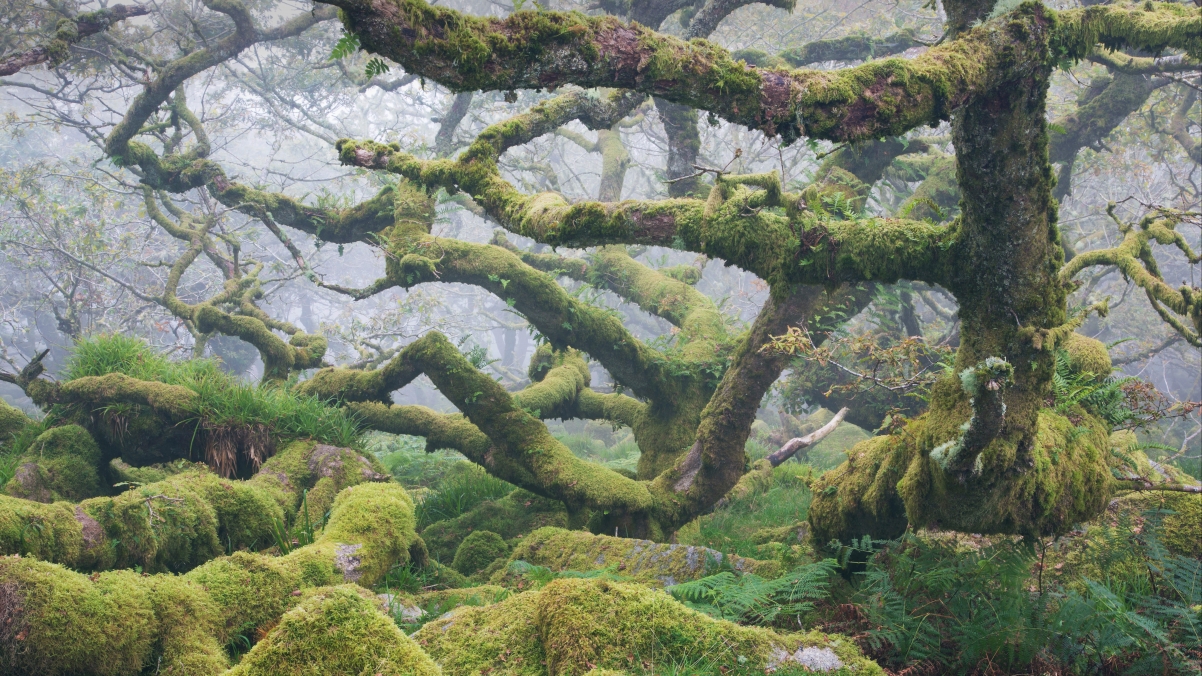 森林秘境，古橡树与绿色苔藓的护眼盛景，高清4K风景壁纸下载（5592x3146）