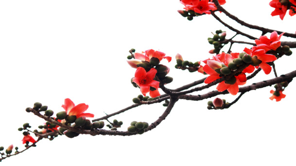 树枝上绚丽木棉花PNG素材，高清透明动植物元素，免费下载