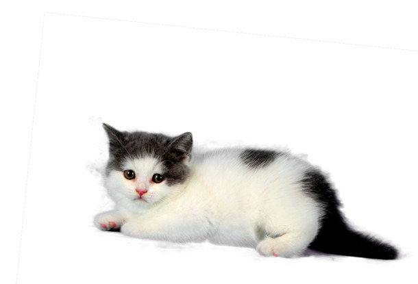 可爱萌猫PNG透明图片，免抠高清动植物元素，设计素材随心下载