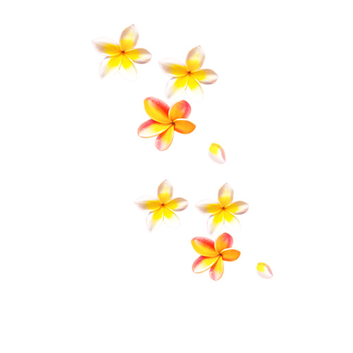 黄色小花PNG透明图片，高清漂浮花瓣元素，设计素材免费下载