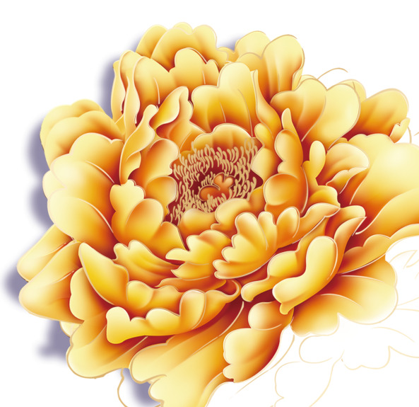 牡丹花描边PNG透明图片，高清装饰元素，设计素材下载