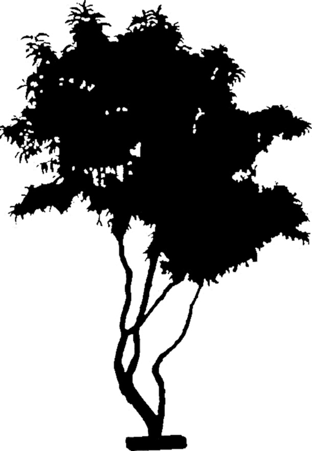 树形PNG透明装饰素材，高清墨迹笔触图片，免费下载