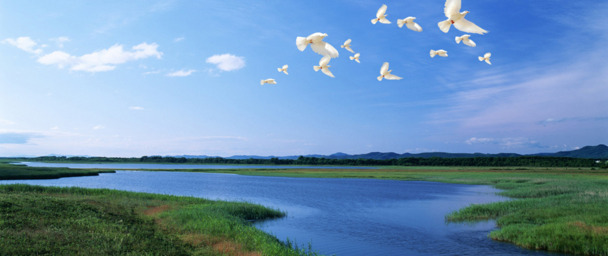 夏日河畔绿野鸟鸣，高清PNG透明背景摄影风景图片素材下载