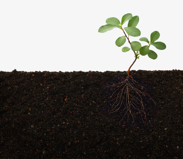 绿色植物土壤PNG素材，高清透明免抠图，设计元素一键下载