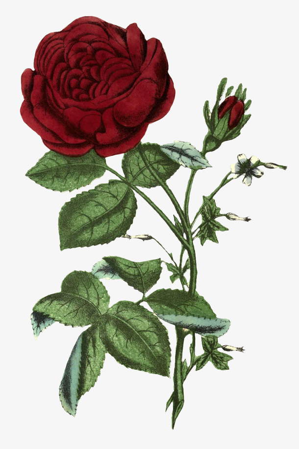 复古风大红花手绘插画，高清PNG透明动植物元素，设计素材下载