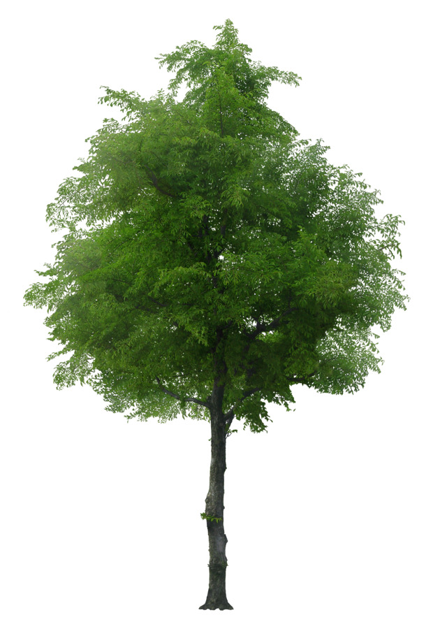优质树木PNG透明图，动植物元素设计素材，高清下载
