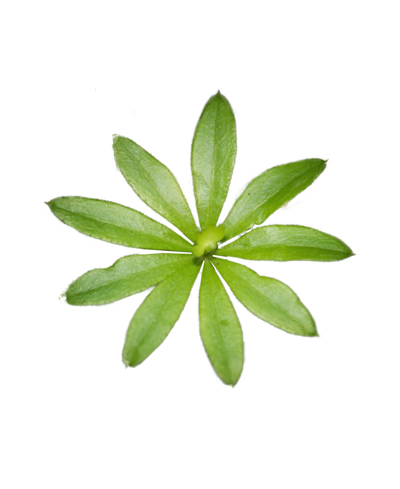 春天绿意盎然，高清PNG透明叶子漂浮素材，免费下载设计元素