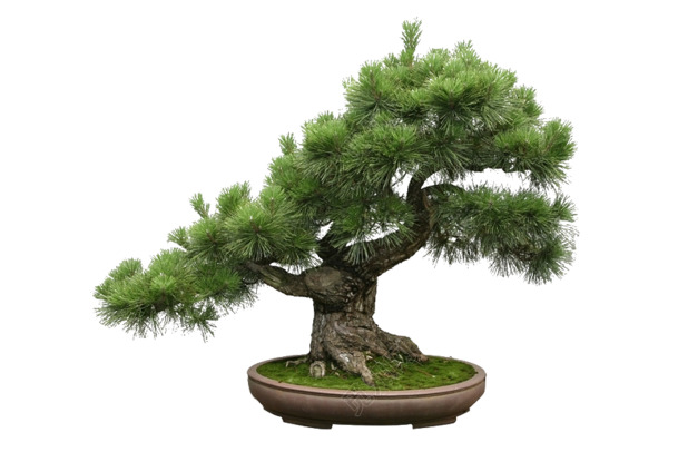 小型盆栽松树PNG透明图，高清动植物元素，设计素材下载