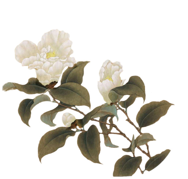 工笔画免扣素材，14款高清PNG动植物元素，透明背景植物设计图集