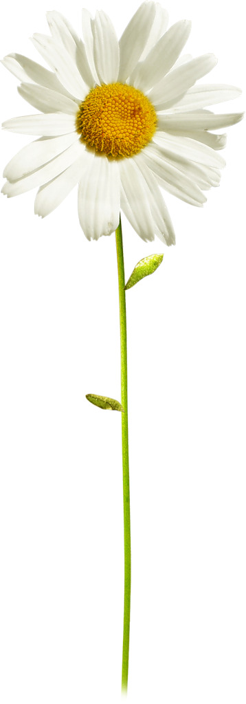 白色向日葵高清PNG素材，透明漂浮花瓣与黄色花蕊，设计必备！
