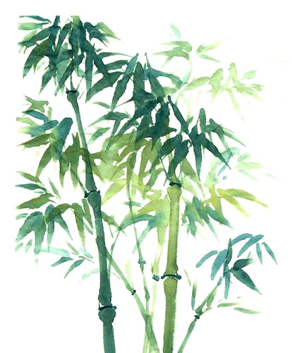 竹子PNG透明图，高清装饰元素，植物设计素材免费下载