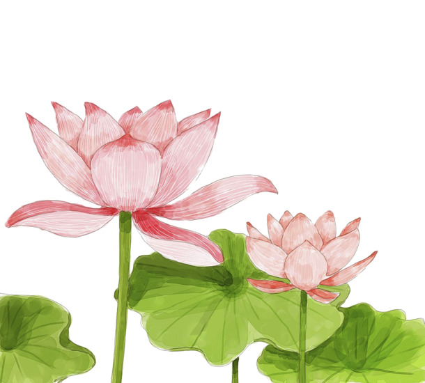 荷花水彩画PNG透明图片，高清装饰元素与花纹设计素材下载