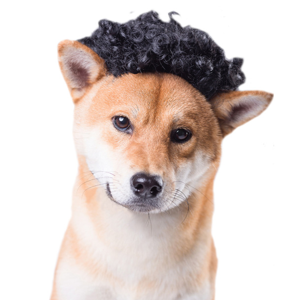 柴犬高清PNG透明图片，动植物元素设计素材免费下载