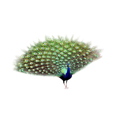 孔雀开屏免抠PNG，高清透明动植物元素，动物图片设计素材下载