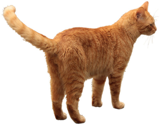 卡通小黄猫PNG透明图片，动植物元素动物设计素材高清下载