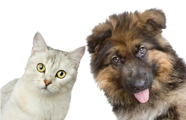 可爱猫狗萌宠PNG透明图，高清动植物元素PSD设计素材下载