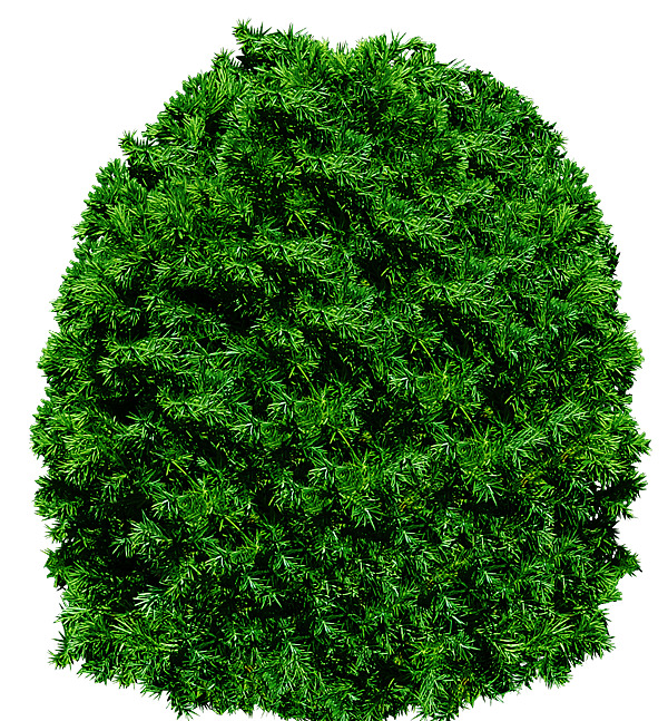 树丛PNG透明图，动植物元素设计素材，高清下载