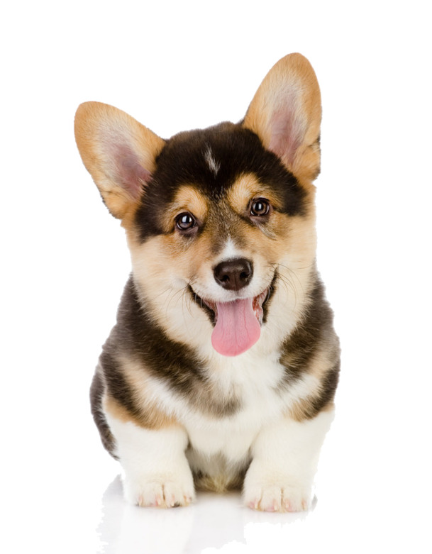 短腿柯基犬吐舌卖萌，高清PNG透明素材，动植物元素丰富，免费下载！