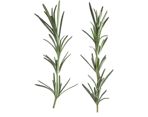米迭香原料高清PNG透明图片，动植物元素丰富，植物设计素材下载