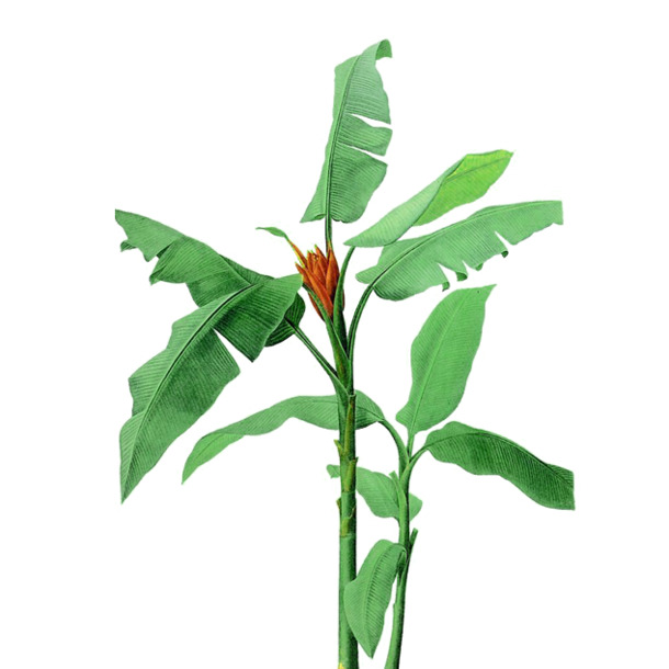 高清PNG绿色芭蕉叶花朵素材，透明装饰元素，植物图片设计必备下载