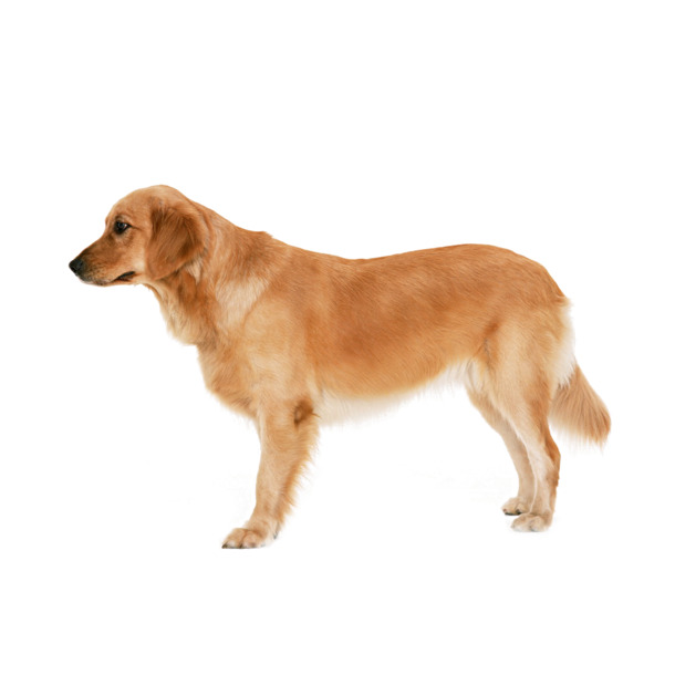 金毛犬PNG透明图，精美动物元素，设计素材免费下载