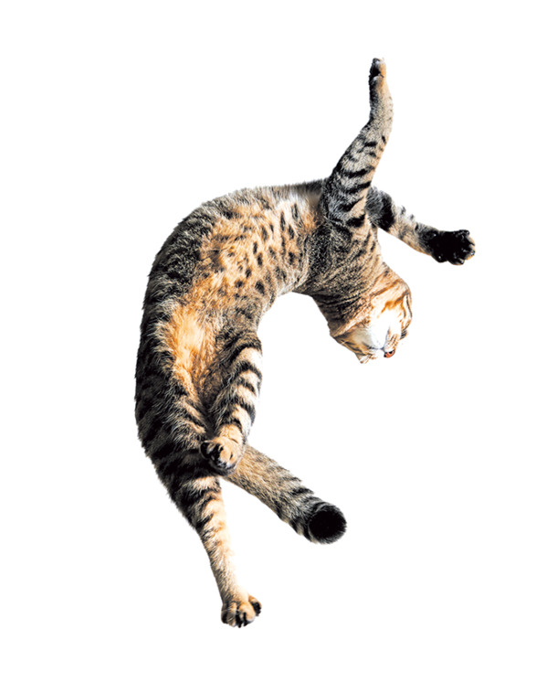 跳跃萌猫PNG透明图，高清动植物元素，设计素材下载