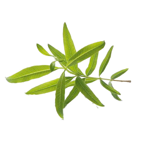 马鞭草摄影，高清PNG透明动植物元素，创意植物图片设计素材下载