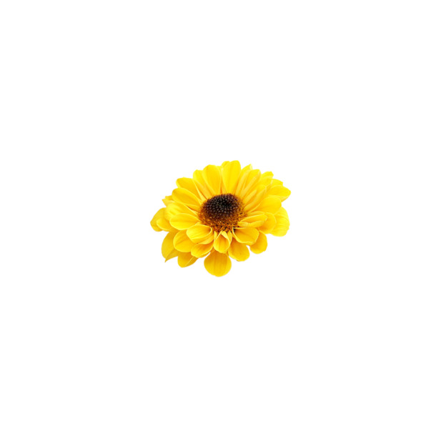 花朵PNG透明图片，高清漂浮花瓣设计素材，免费下载