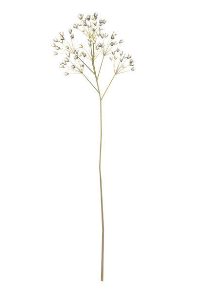 《精美PNG免抠图集，花瓣绿叶蘑菇水果，高清透明元素，设计素材下载》