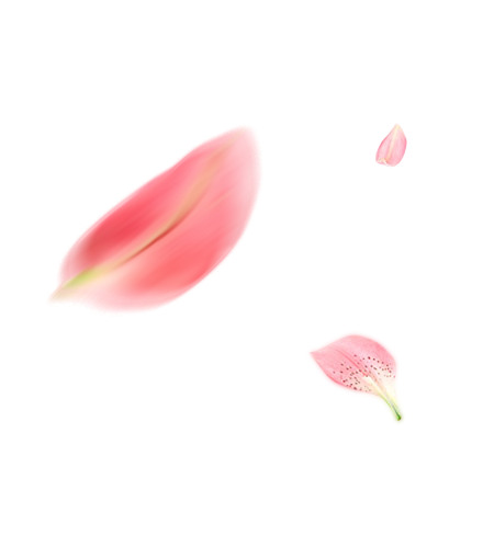 花瓣飘香，高清PNG透明漂浮元素，设计素材免费下载