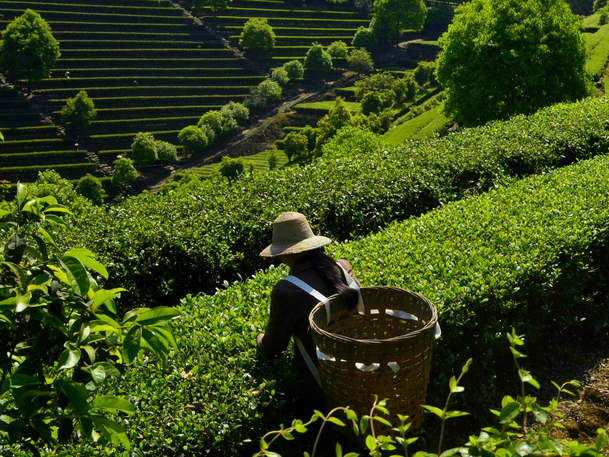 绿色茶树高清摄影图，PNG透明背景，茶农风景设计素材下载