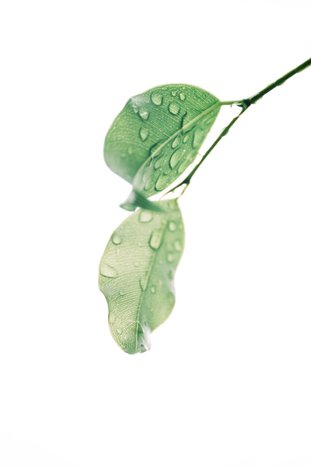 水珠点缀绿枝高清PNG，透明动植物素材免费下载