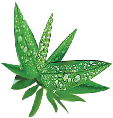 端午节露水竹叶高清PNG透明图片，绿色背景设计素材免费下载