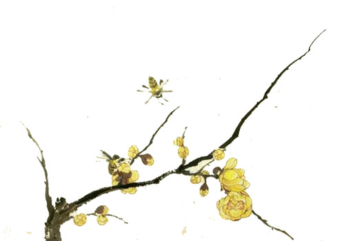 手绘桂花高清PNG透明图片，精美装饰元素，设计素材任你下载