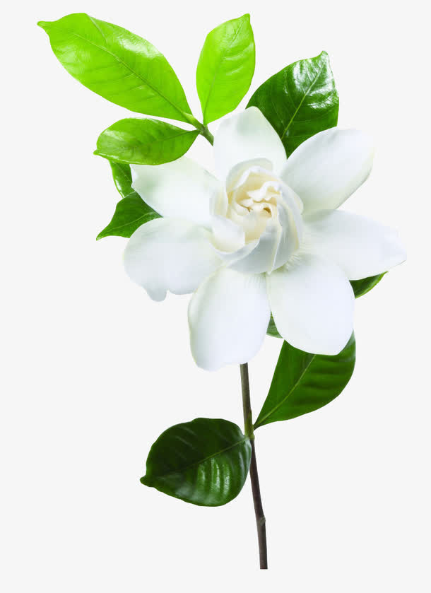 清新植物元素，树叶白花PNG透明图，高清装饰素材免费下载