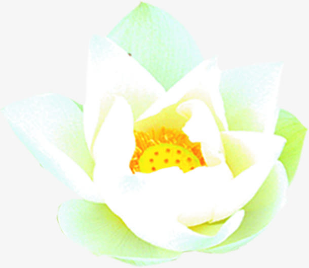 端午节节日元素，高清白色水彩花朵PNG透明图片，设计素材免费下载