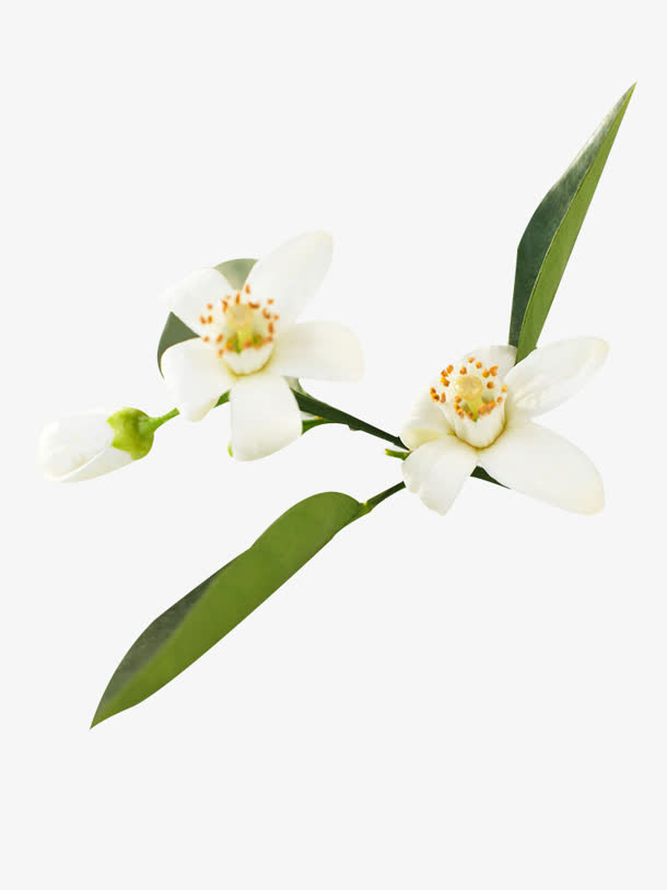 高清PNG透明图片，优雅橙花装饰元素，植物设计素材下载